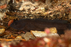 Stout Rockfish photo 3