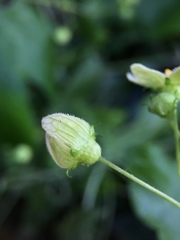 Bryonia cretica dioica