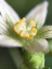 Bryonia cretica dioica