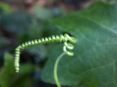 Bryonia cretica dioica