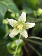 Bryonia cretica dioica