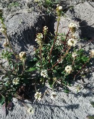 Manulea corymbosa