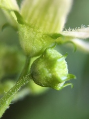 Bryonia cretica dioica