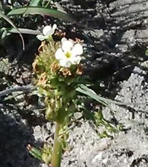 Manulea corymbosa