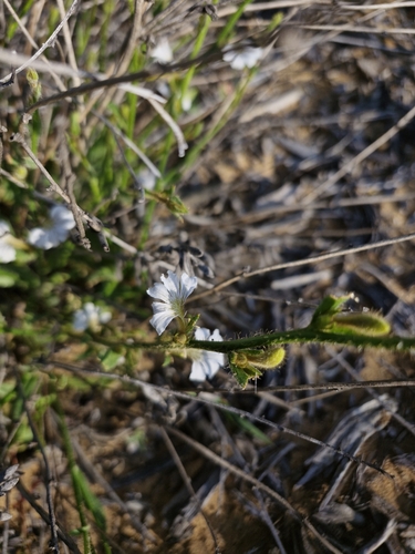 Scaevola hamiltonii, 2024-09-21
