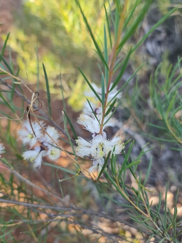 Image of Melaleuca radula by (c) Belinda Forbes, some rights reserved (CC BY)