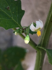 Solanum