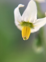 Solanum