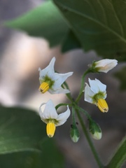 Solanum