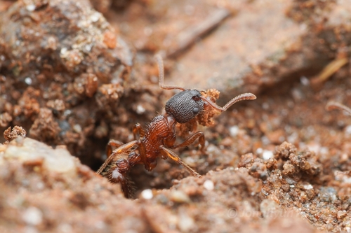 Myrmica sulcinodis