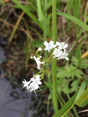 Valeriana uliginosa
