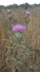 Cirsium phyllocephalum