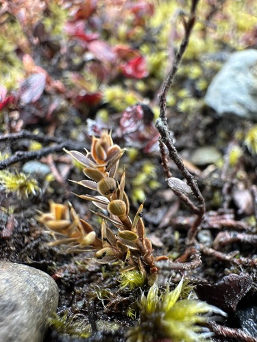Styphelia nesophila observed 2024-09-19
