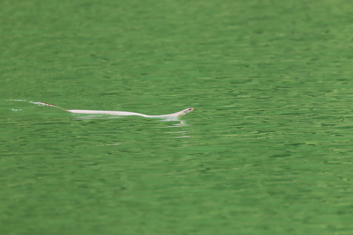 Indo-Chinese Rat Snake