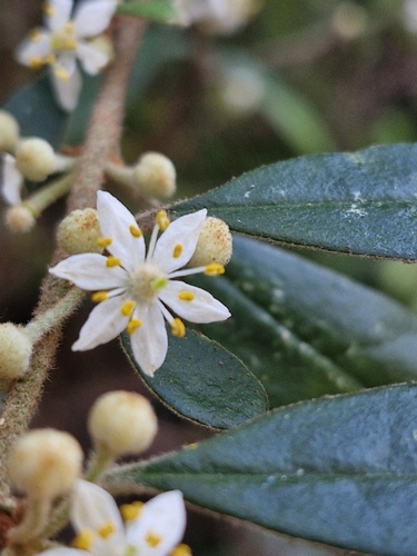 Asterolasia correifolia (A.Juss.) Benth.