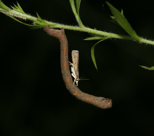 Bluegrass Webworm Moth photo 4