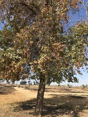 Prunus armeniaca
