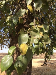 Prunus armeniaca