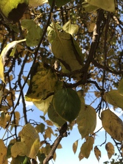 Prunus armeniaca