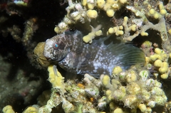 Hosokawa's Coral Blenny photo 2