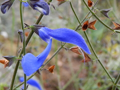 Salvia patens