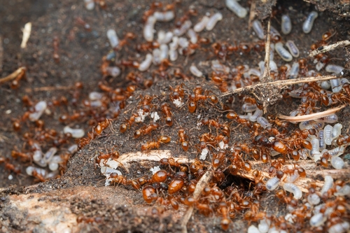 European fire ant photo 4