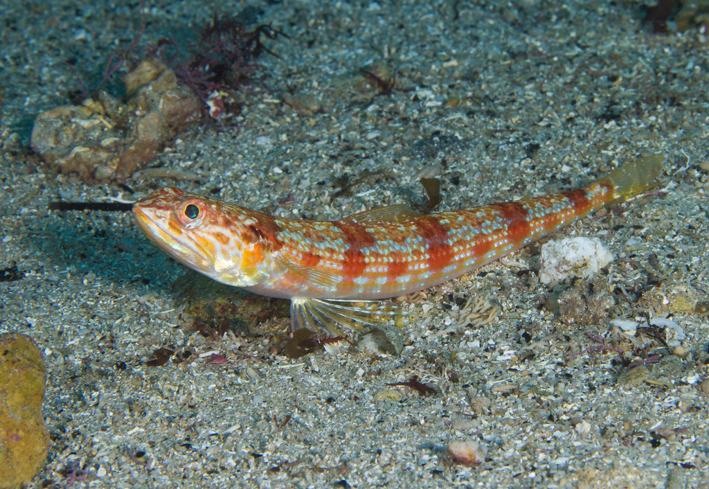 Slender lizardfish (Synodus similis) — Synodontidae