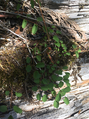 Sanguisorba officinalis