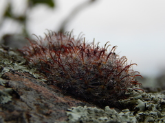 Mammillaria gilensis