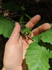 Dryocosmus kuriphilus