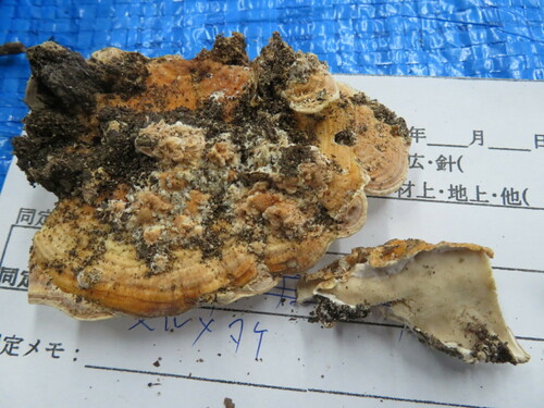 Physisporinus lineatus