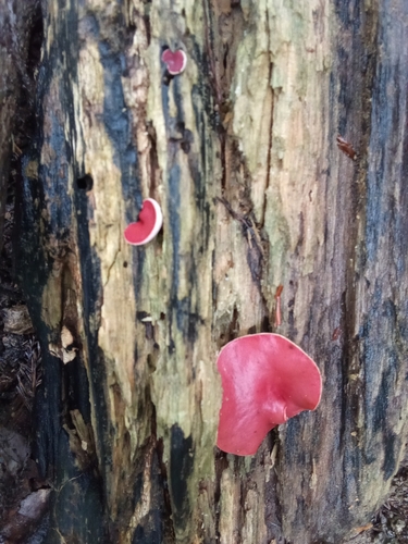 Phillipsia domingensis