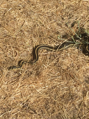 Thamnophis atratus