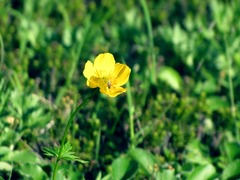 Trollius riederianus