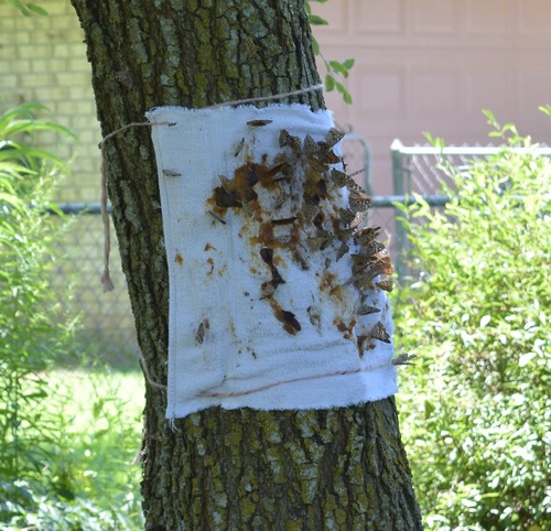 Hackberry Emperor, Maypearl, TX, USA, photo 8 of 10