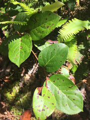 Valdensinia heterodoxa