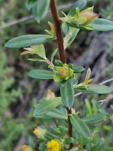 Image of Hibbertia bracteata by (c) ronavery, some rights reserved (CC BY)