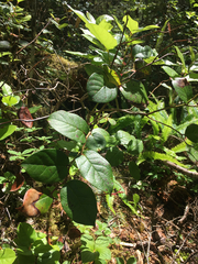 Valdensinia heterodoxa