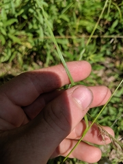 Carex hirsutella