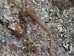 Gerrhonotus ophiurus