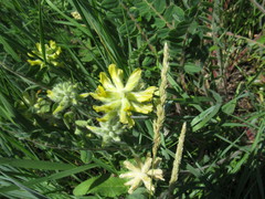 Astragalus dasyanthus