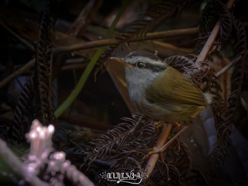 Javan Tesia (Tesia superciliaris), photo 9