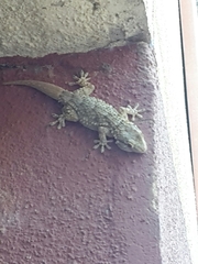 Tarentola mauritanica