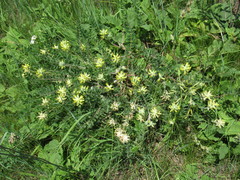 Astragalus dasyanthus