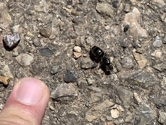 Liometopum apiculatum