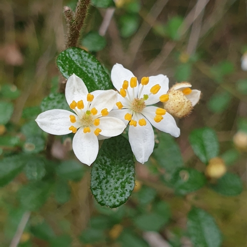 Asterolasia asteriscophora (F.Muell.) Druce