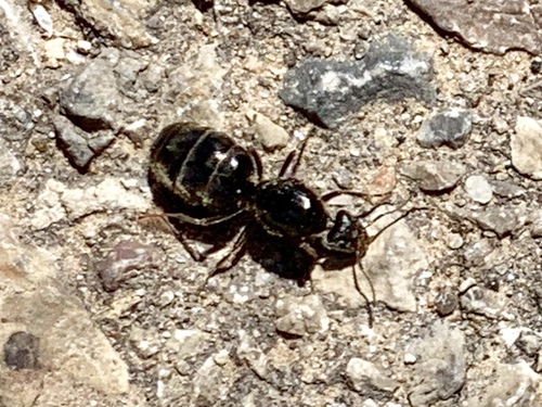Escamolera Ant photo 3