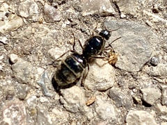 Liometopum apiculatum