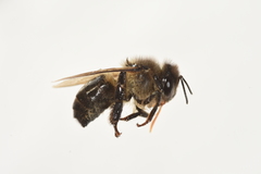 Apis mellifera unicolor