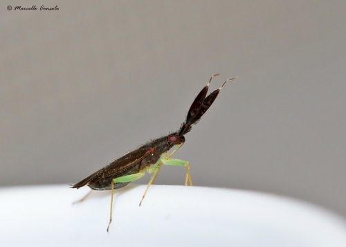 Common Flathorn Plant Bug